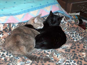 The old cats - Mojo & Jasmine
